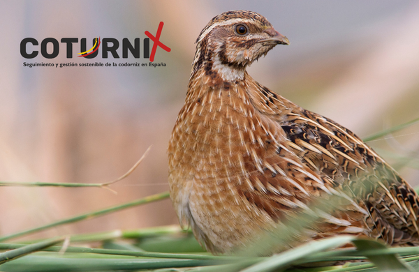 Mutuasport Sigue AVANZANDO EN LA CIENCIA APLICADA A LA CAZA