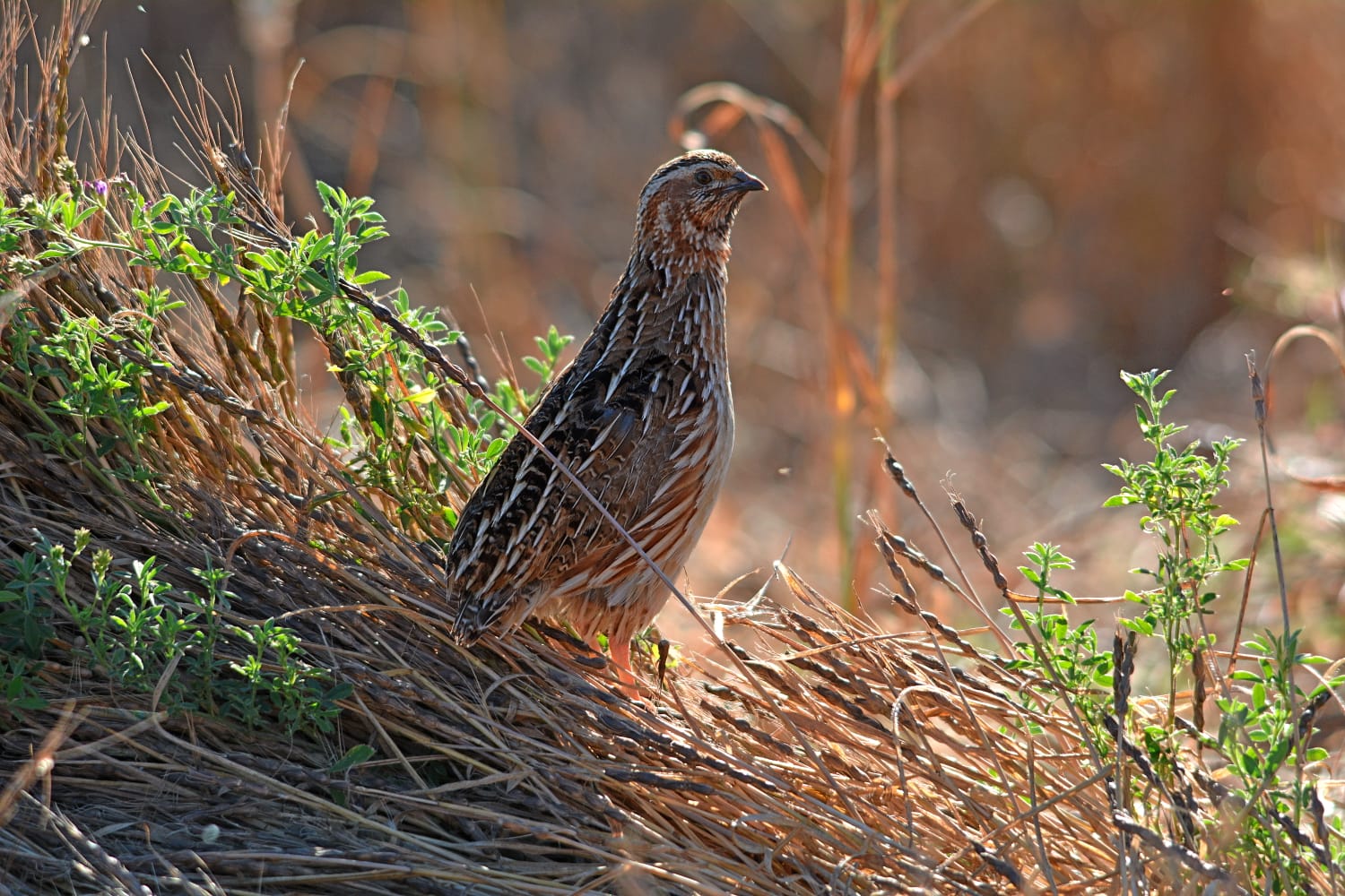Los cazadores espa&ntilde;oles piden a las comunidades aut&oacute;nomas una postura firme contra las posibles restricciones a la caza de la codorniz