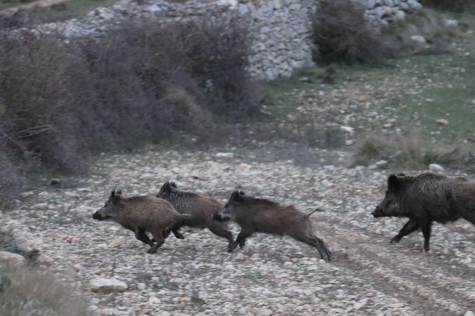 El papel fundamental del cazador en la crisis por la peste porcina africana, vigilancia pasiva y control de poblaciones