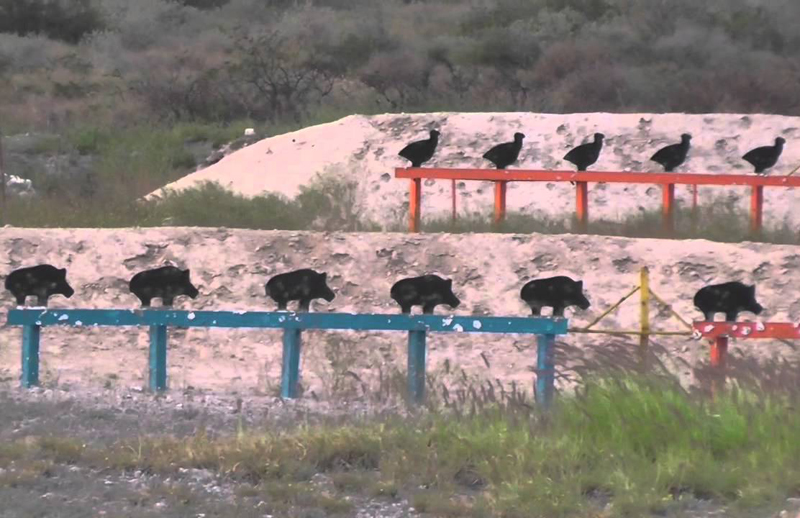 Doblete en la Tirada de Siluetas Met&aacute;licas