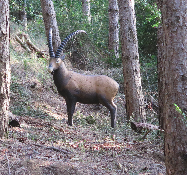 4&ordf; Tirada del Cto. Navarro de Tiro con Arco 3D 2019
