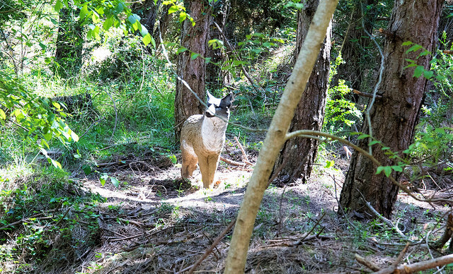Sorteo patrullas. 3&ordf; Tirada del Cto. Navarro de Tiro con Arco 3D 2019