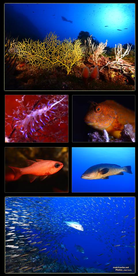 XXX Campeonato de Espa&ntilde;a de Fotograf&iacute;a Submarina