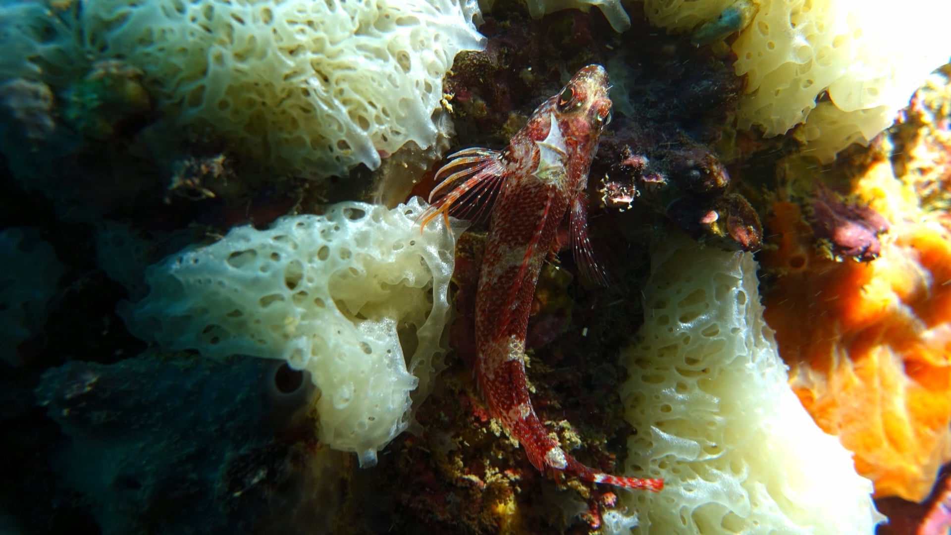 Campeonato Navarro de Foto Submarina