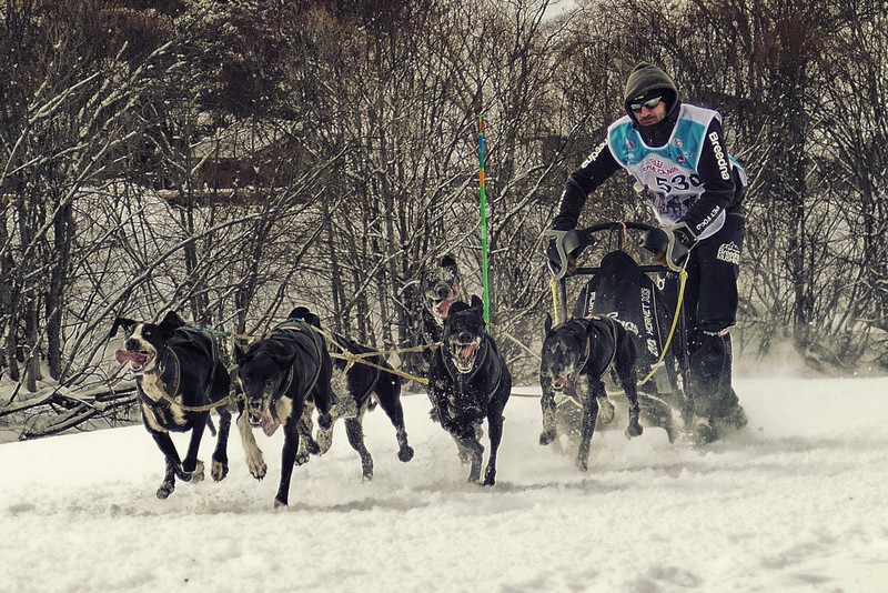 Un navarro Campe&oacute;n del Mundo de Mushing