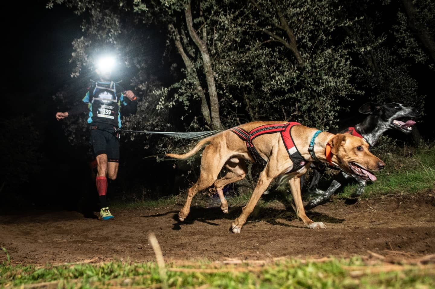 Tres podios navarros en el Campeonato de Espa&ntilde;a de Mushing Tierra