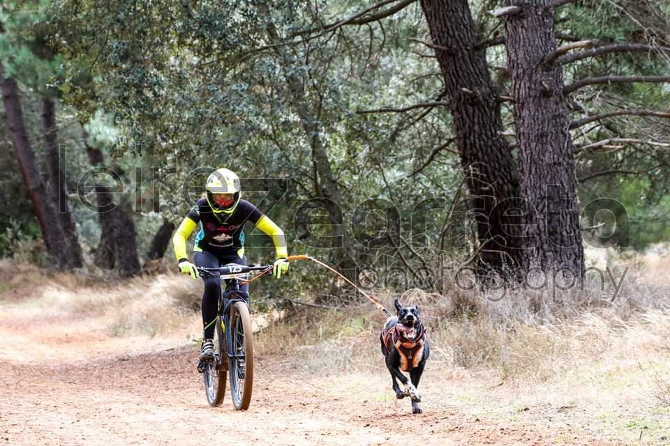 Tres podios navarros en el Campeonato de España de Mushing Tierra