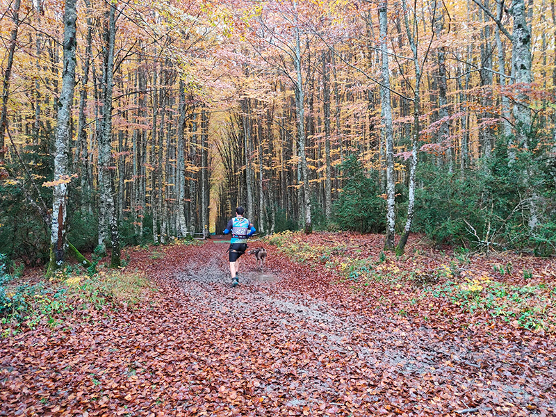 Im&aacute;genes del Campeonato Navarro y Vasco de Mushing Tierra