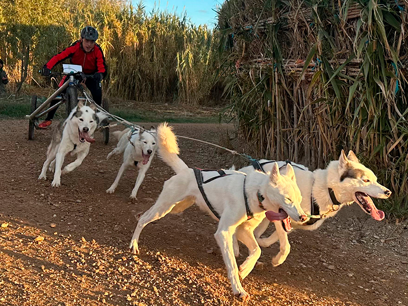 Gran jornada de mushing en Bu&ntilde;uel