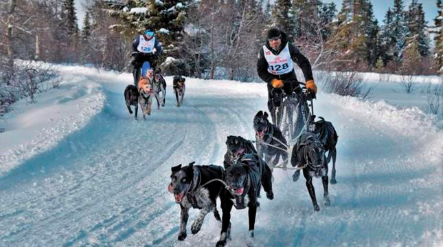 &Eacute;xitos navarros en el Campeonato del Mundo de Mushing