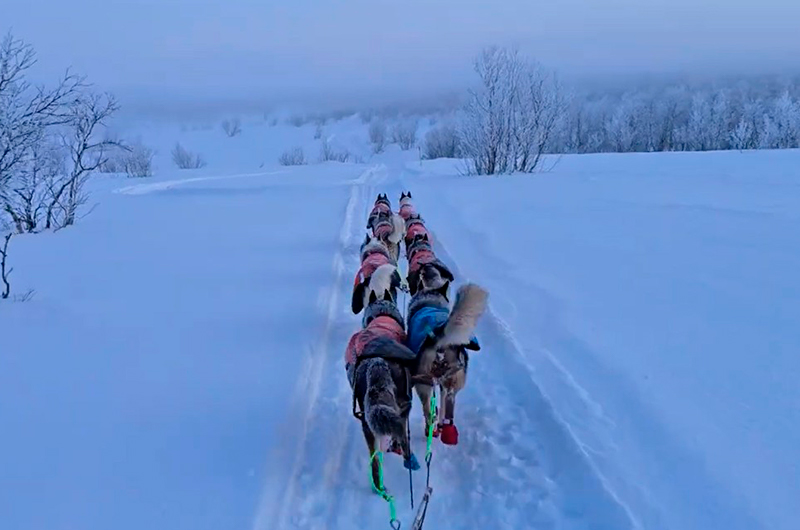 En la piel de un Musher...