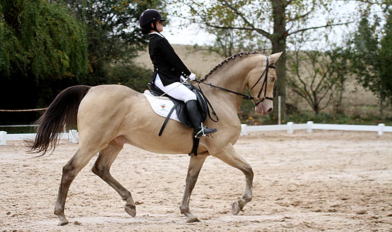Resultados, Clasificaciones finales, fotos y videos Fase Final Doma Cl&aacute;sica en A&ntilde;ezcar