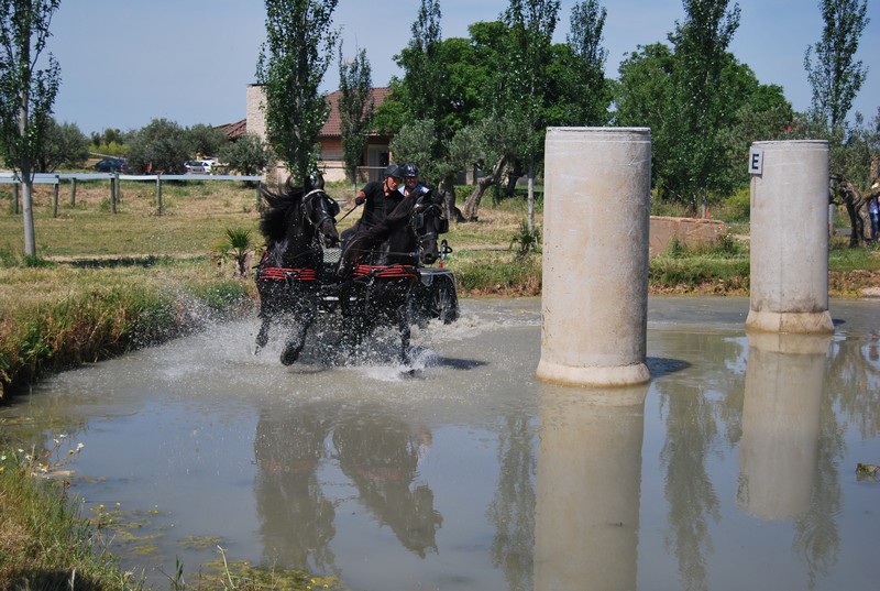 Espectacular Primera Fase del Campeonato Navarro de Enganches.