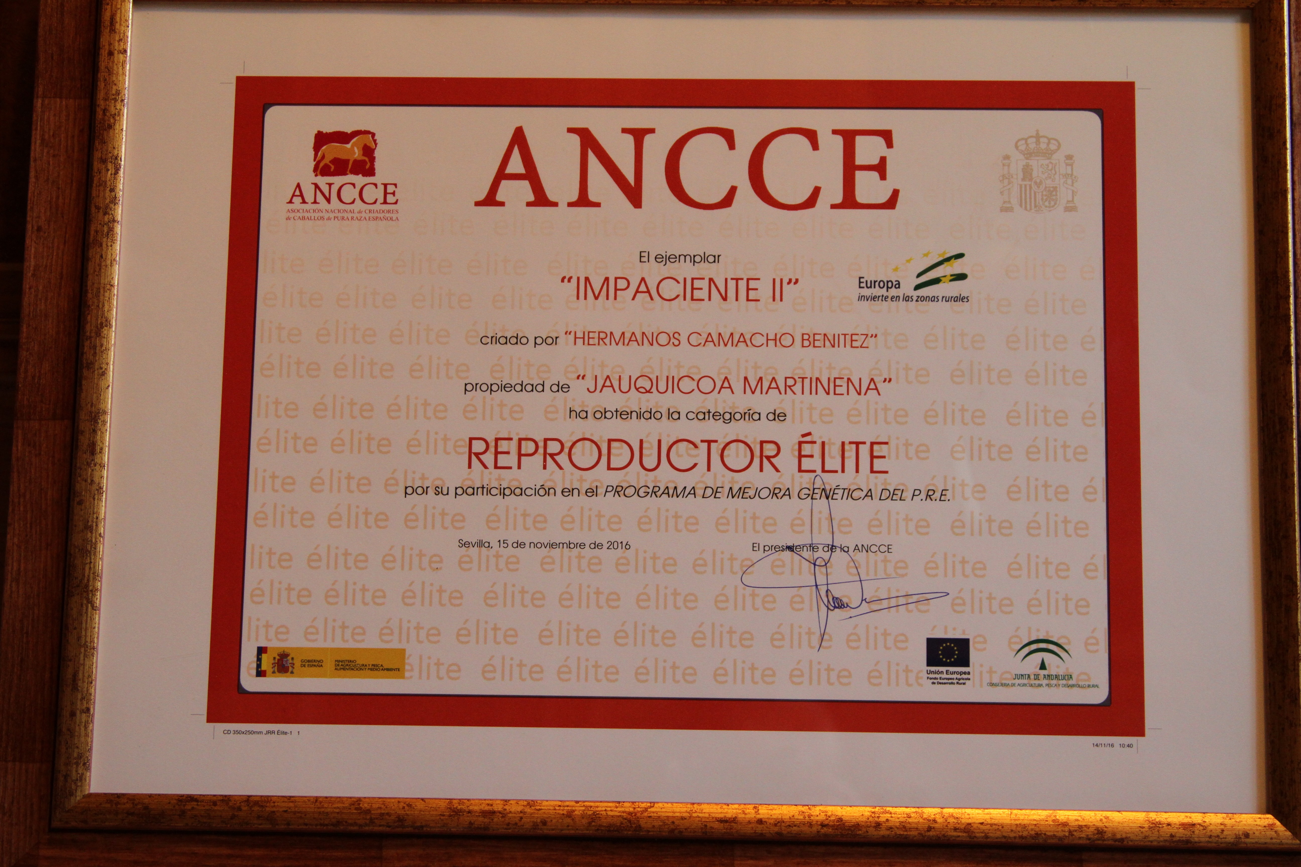 Impaciente II obtiene la categoría Reproductor de élite