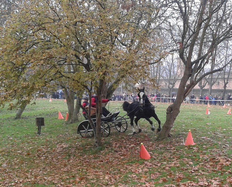 Exhibici&oacute;n Ecuestre del Equipo Navarro de Enganches en Estella. Feria de San Andr&eacute;s