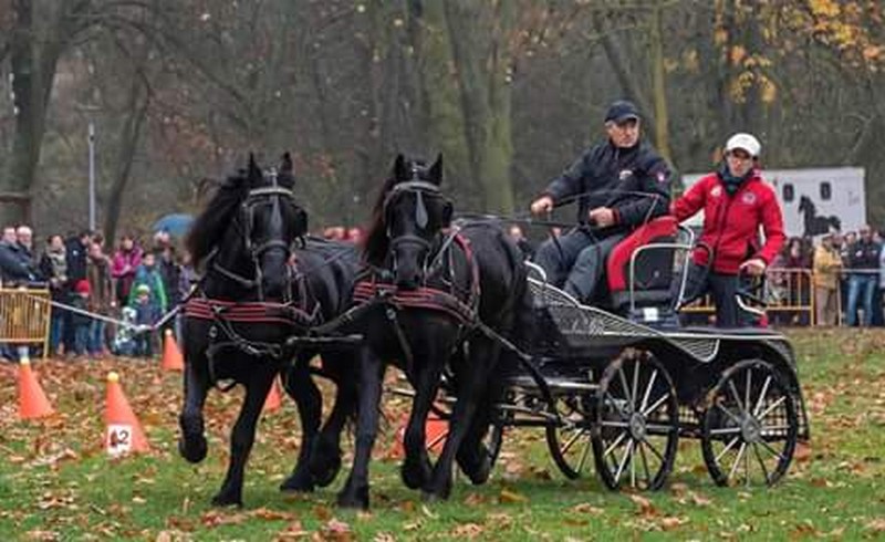 Exhibición Ecuestre del Equipo Navarro de Enganches en Estella. Feria de San Andrés