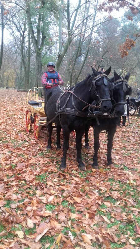 Exhibición Ecuestre del Equipo Navarro de Enganches en Estella. Feria de San Andrés