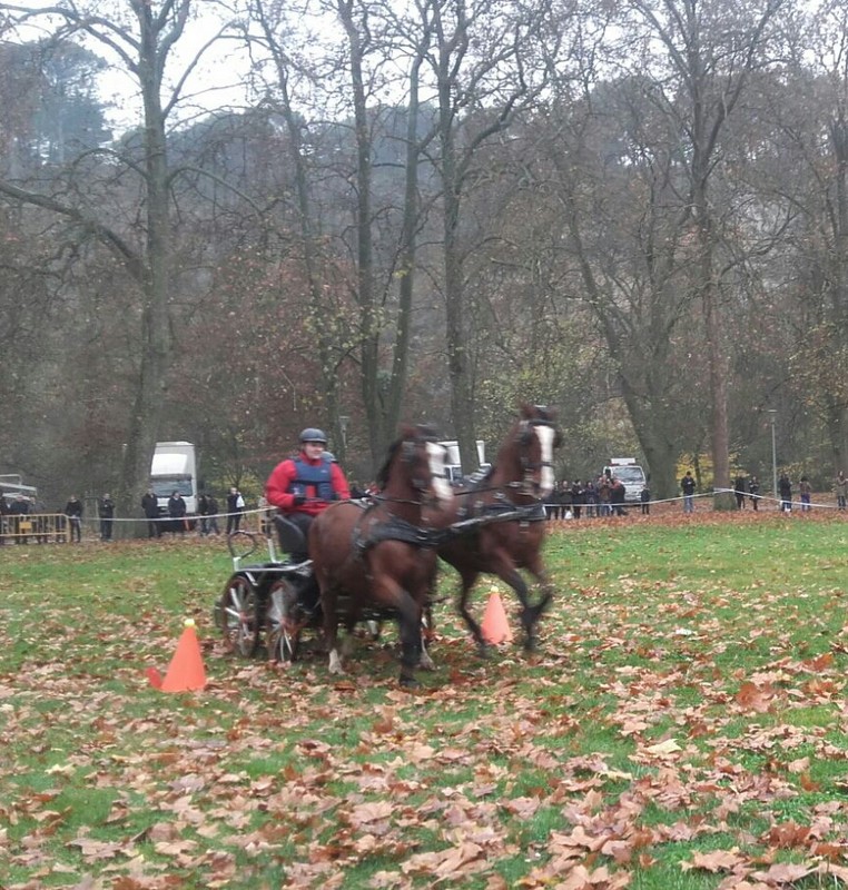 Exhibición Ecuestre del Equipo Navarro de Enganches en Estella. Feria de San Andrés