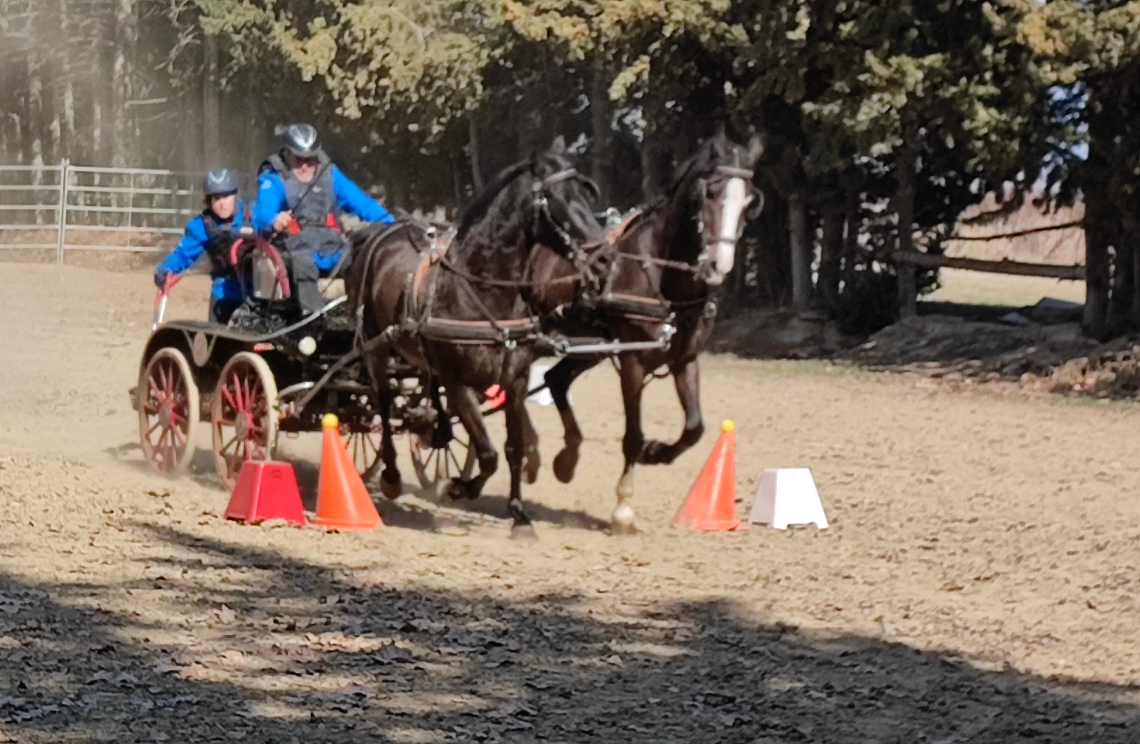 Figarol acogi&oacute; la Primera Fase del Campeonato Navarro de Enganches