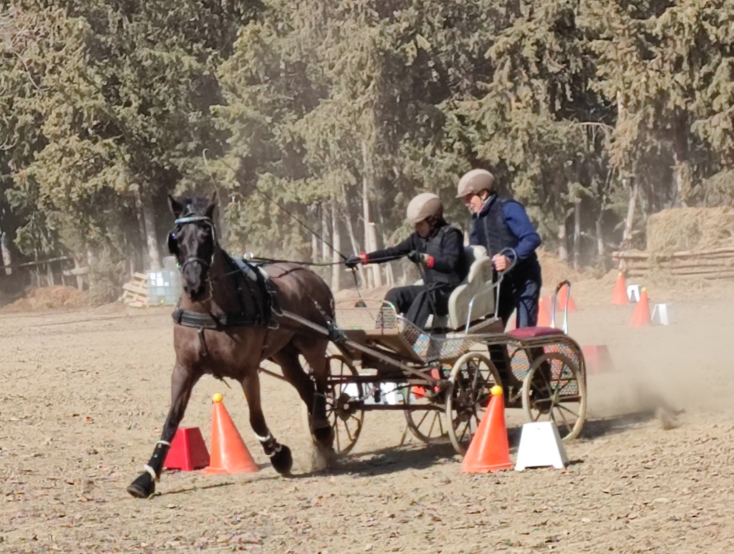 Figarol acogió la Primera Fase del Campeonato Navarro de Enganches