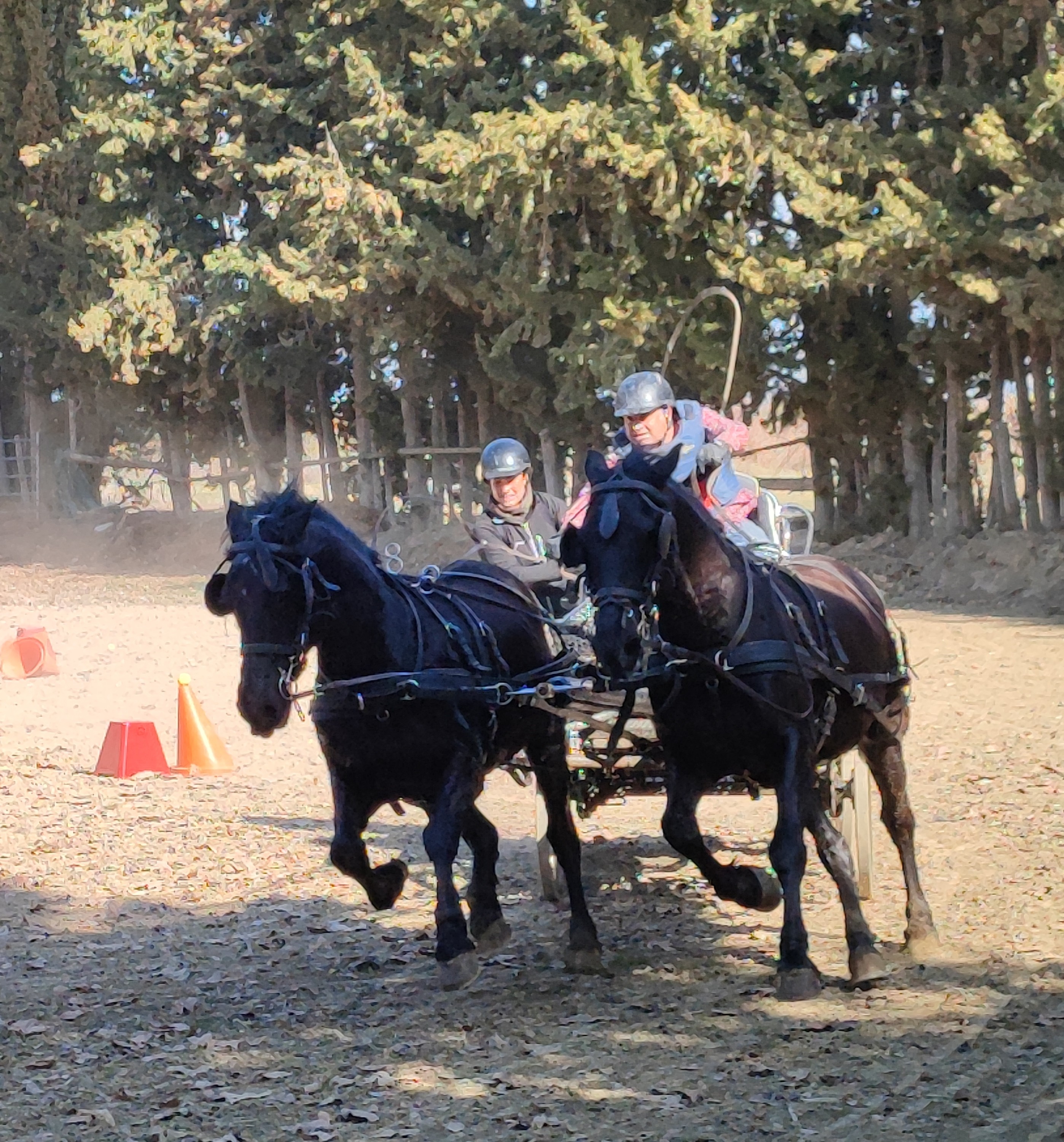Figarol acogió la Primera Fase del Campeonato Navarro de Enganches