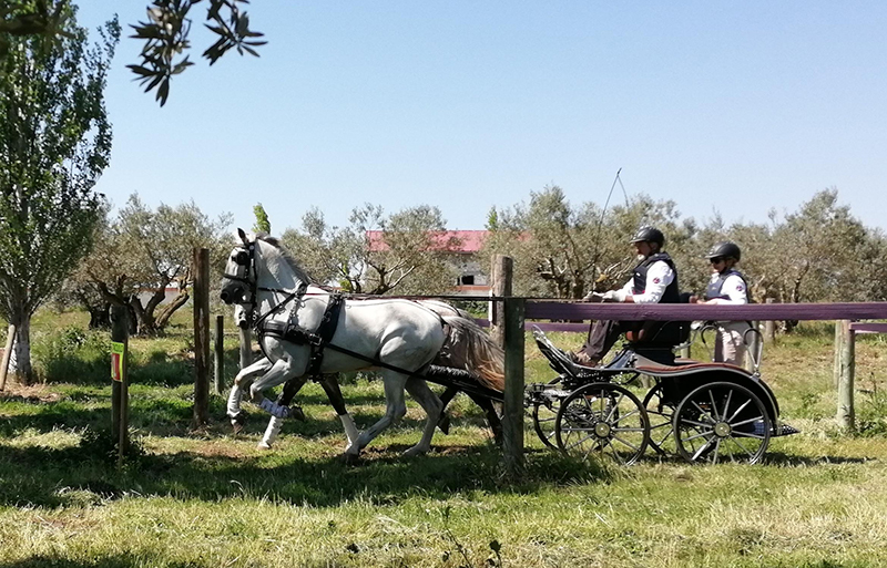 Jornada de Enganches en Olite