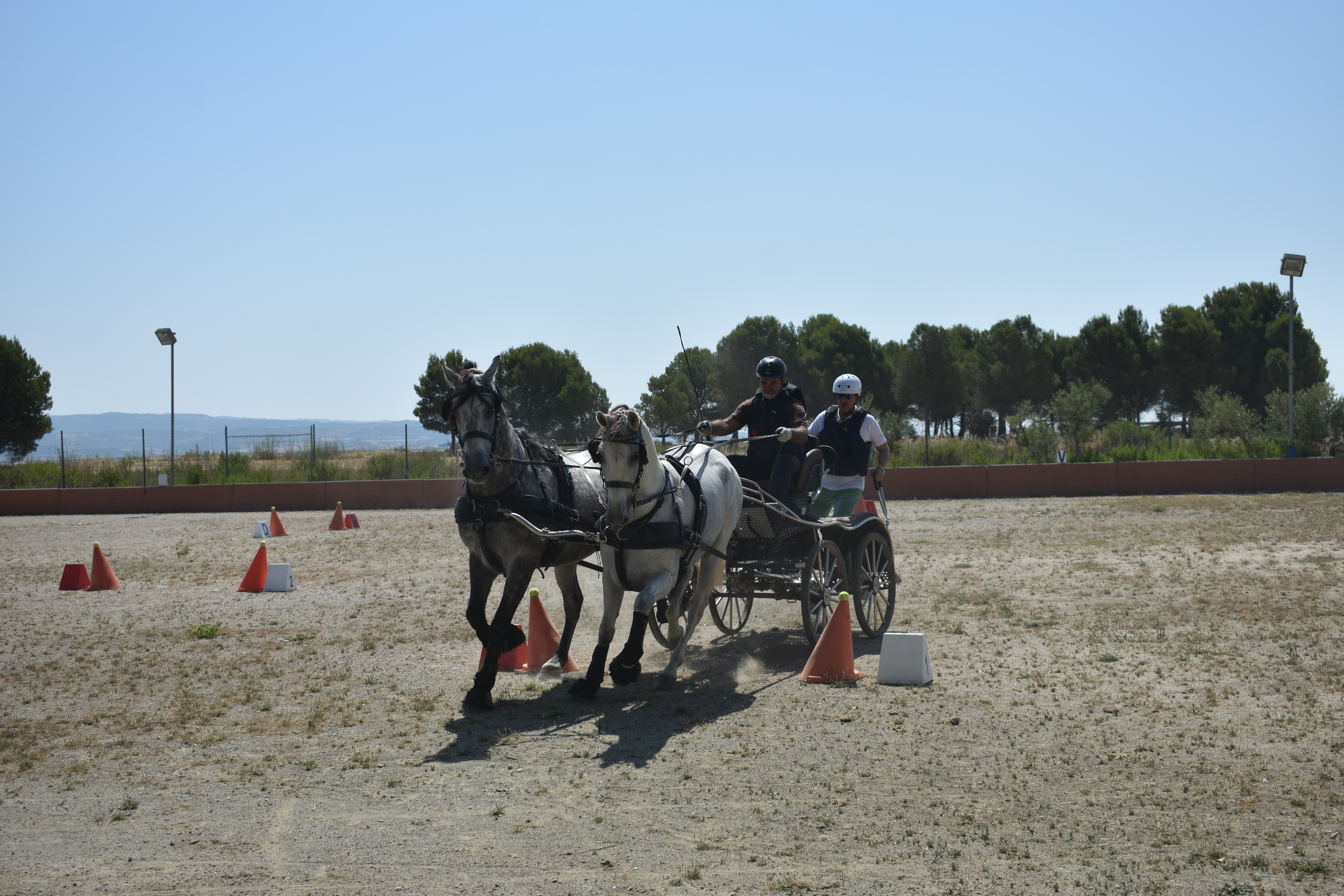Olite acogió la Tercera Fase del Campeonato Navarro de Enganches