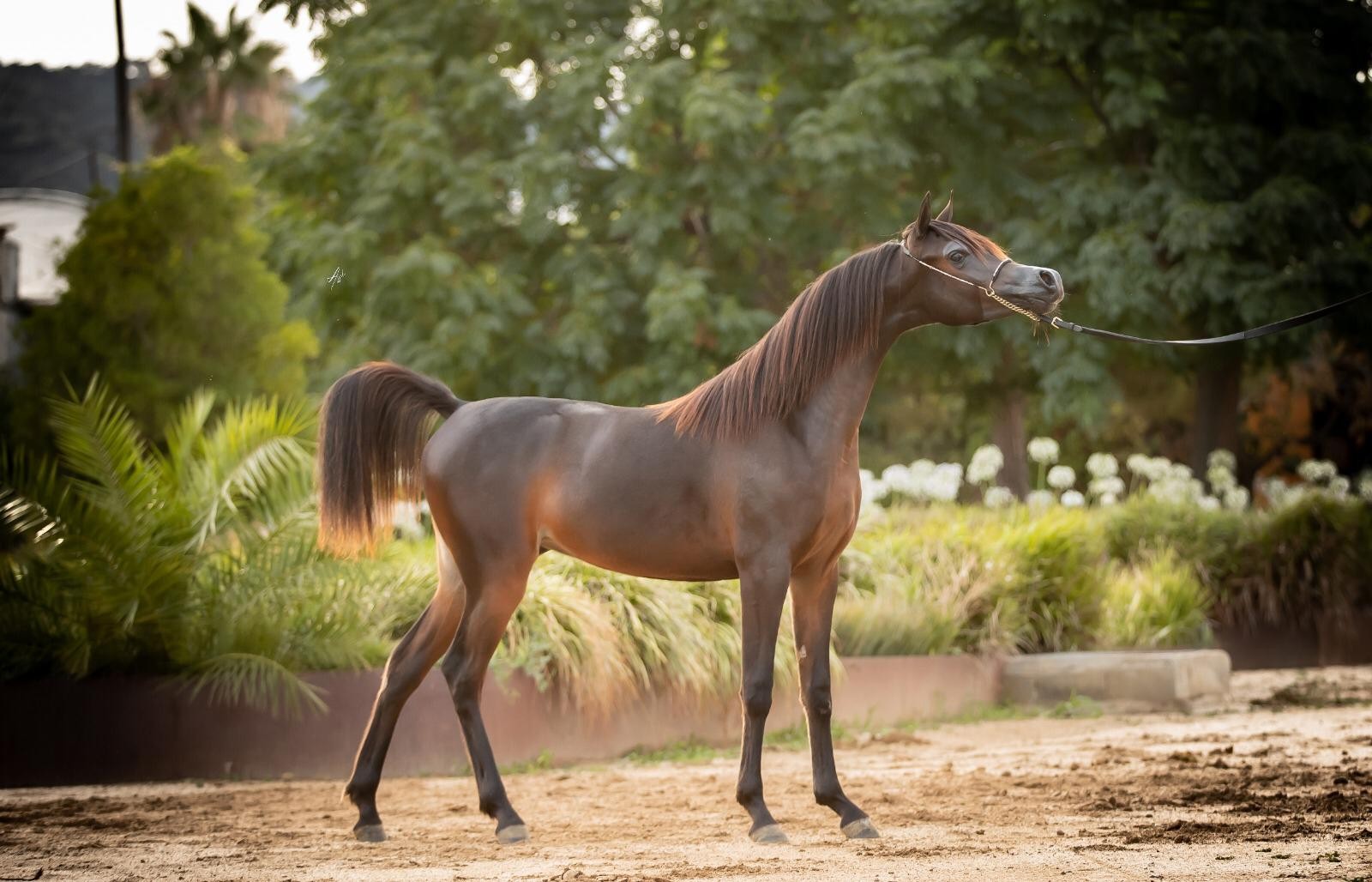 Entrevista a Asier Goñi Maya: La raza árabe es la más armónica que hay, a veces cuesta llegar a ellos, pero cuando llegas, te lo dan todo.