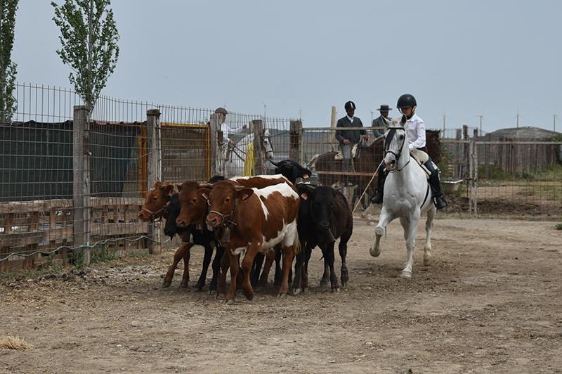 Fin de semana de Doma Vaquera y Equitación de Trabajo en Falces