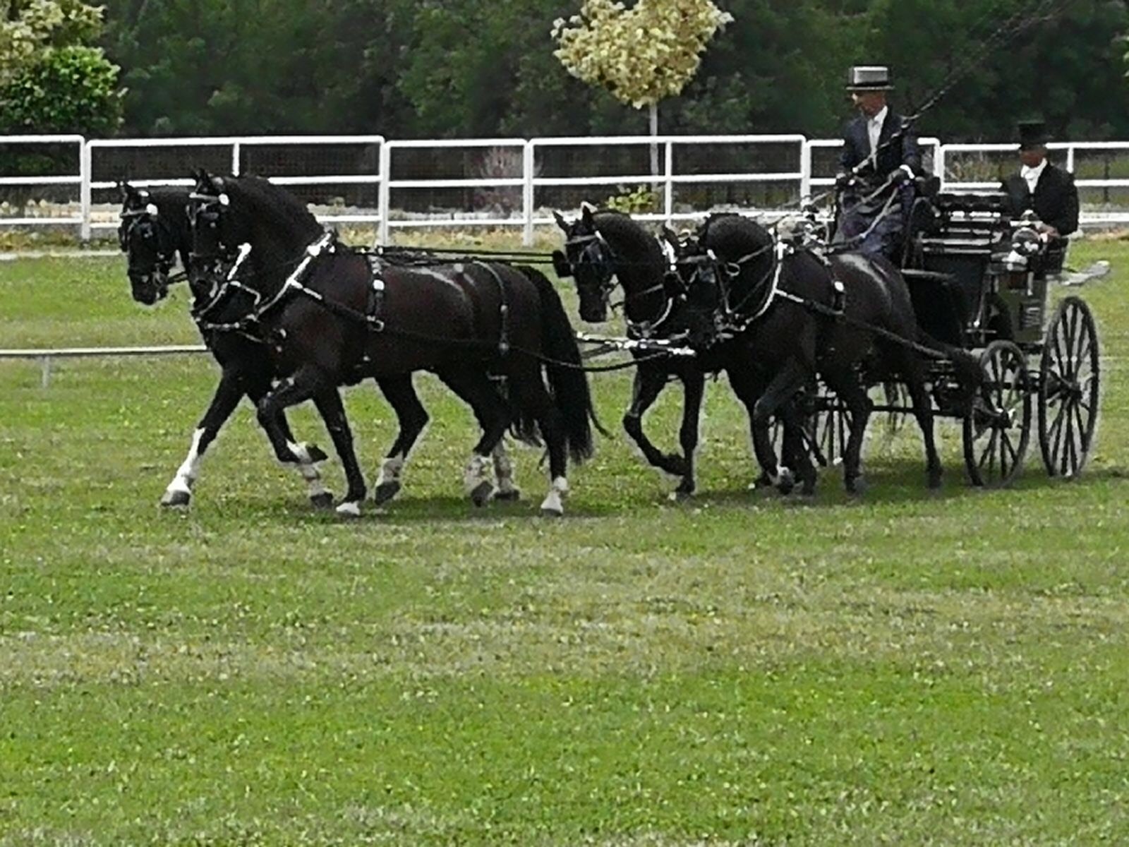 Excelente representación Navarra en la Copa S.M. el Rey de Enganches 2018