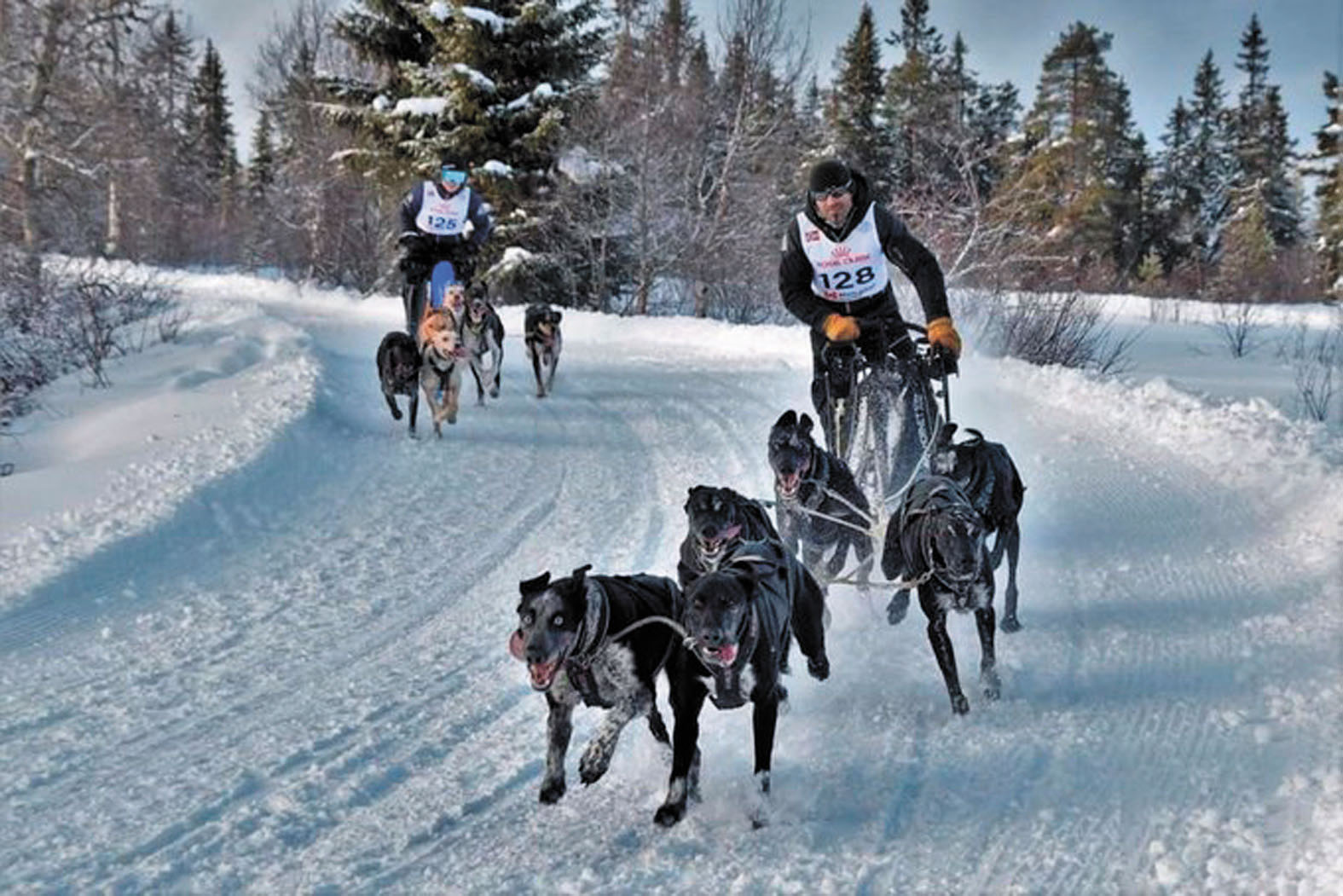 IKER OZKOIDI, CAMPE&Oacute;N DEL MUNDO DE MUSHING EN NORUEGA