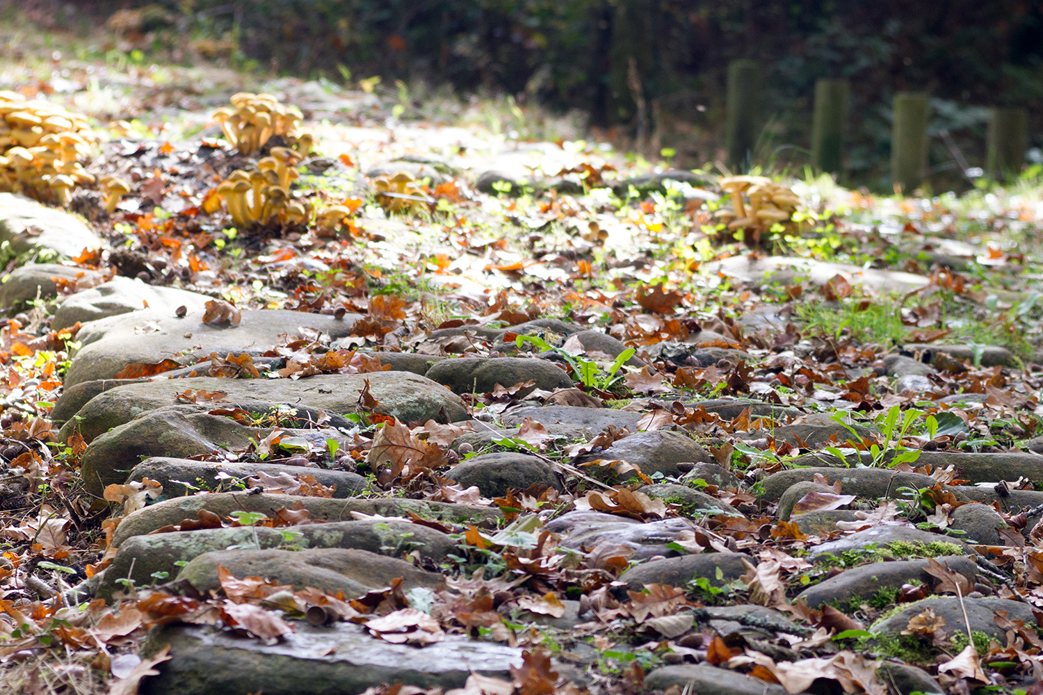 Presentado el GR323 Calzada de Bernoa, una calzada de origen medieval de los arrieros de Sakana