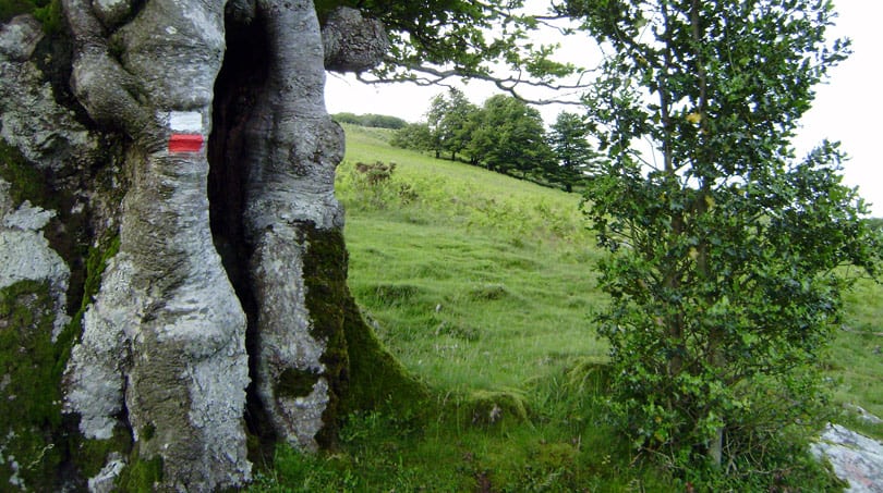 MANTENIMIENTO DE LA RED GRs y GRTs