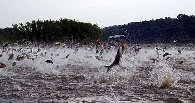 Azagra acogi&oacute; la Primera Manga del Campeonato Navarro de Grandes Peces